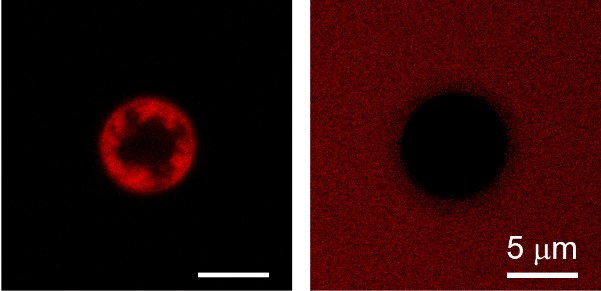 常州涂料網(wǎng) 重磅!中科院采用親-疏異質(zhì)微球?qū)崿F(xiàn)從廢水中回收有機(jī)染料 中網(wǎng)行業(yè)信息網(wǎng)